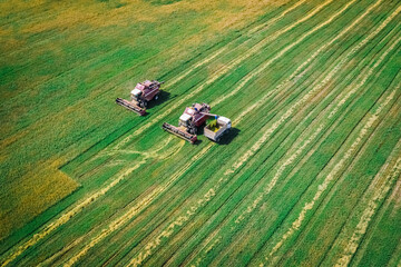 Harvesting by farmers on harvesters in the wheat fields of Belarus. Aerial view