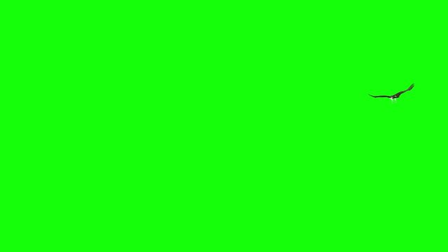 Osprey Hawk - Raptor Bird - Flying Around Loop - Green Screen - Realistic 3D animation isolated on green background