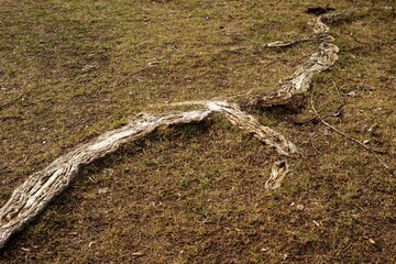 Big root of the tree grows out of the earth