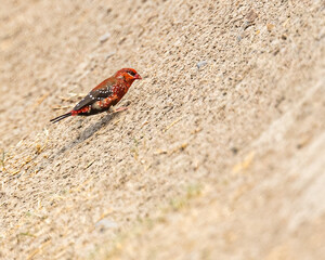 Red Avadavat