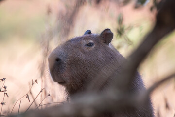 carpincho mirando close-up