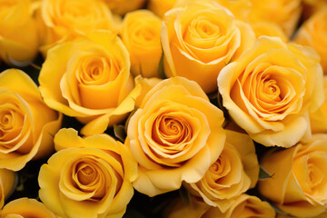 Yellow roses background