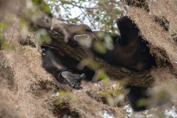 mono aullador colgando de una rama con las patas colgando 