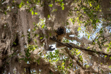 mono aullador hembra en un árbol 