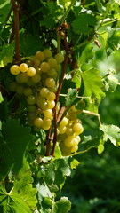 Grape cluster on a grapevine