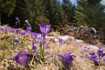 Beautiful spring landscape with snow and saffron flowers