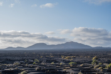 Winegrowing area of La Geria. Vineyard landscape with mountains in the background and sky with white clouds. Vines. Planting holes to protect the vines. Wine cellars. . Lanzarote, Canary Island