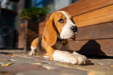 Beautiful and funny beagle puppy dog lies on the street near a cafe urban background. Cute dog portrait outdoor