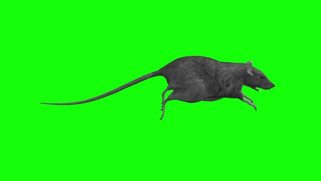 Common Rat - Running Loop - Side View - Realistic 3D animation with alpha channel isolated on transparent background
