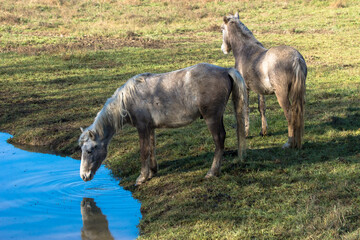 Caballos en la orilla