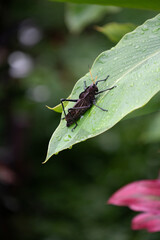 Saltamontes Negro
