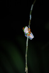 Rana de ojos rojos.
