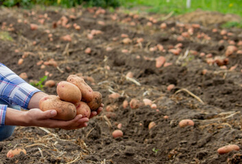 Shovel and potatoes in the garden. The farmer holds potatoes in his hands