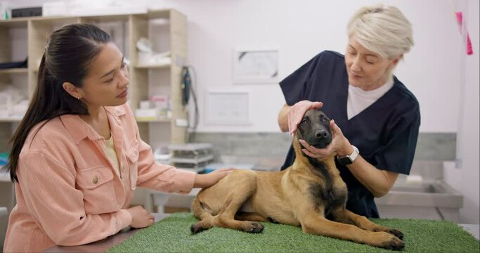 Dog, checkup and woman with senior veterinary in a consultation room for animal examination. Pet care, help and female with German Shepard puppy at a clinic consulting elderly lady vet for advice