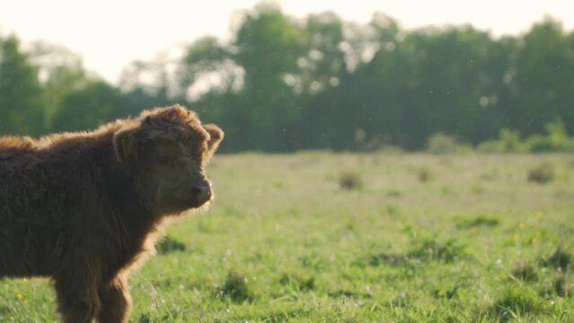 A Scottish Highlander calf 