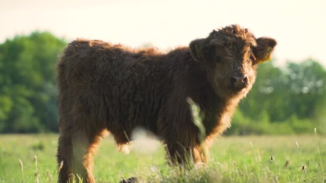 A Scottish Highlander calf 