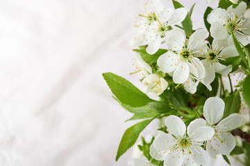 Blooming white apple or cherry blossom. Happy Passover background. Spring Easter background of macro cherry blossom tree branch. World environment day. Easter, Birthday, womens day holiday. Top view.