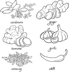 Collection of hand drawn vegetables, vector illustration of garlic, ginger, chilli, caraway, cardamon, turmeric. line vector set  - obrazy, fototapety, plakaty