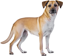 Isolated transparent Chinook dog