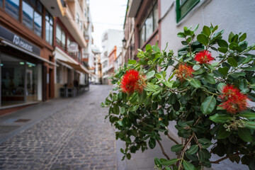Beautiful flower bush of the old town of Icod de los Vinos, on the northern coast of Tenerife. Canary Islands, Spain.