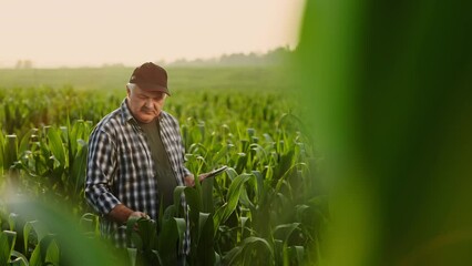 Agribusiness And Farming, Farmer Examining Green Plants Of Corn, Making Notes In Tablet, Agronomist - Powered by Adobe