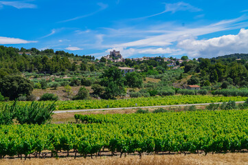 Fototapeta na wymiar Scenic view of stunning vineyard on Plateau de Valensole, Provence, Provence-Alpes-Cote d'Azur, France, Europe. Rows of grape vines. Summertime on french countryside. French wine region