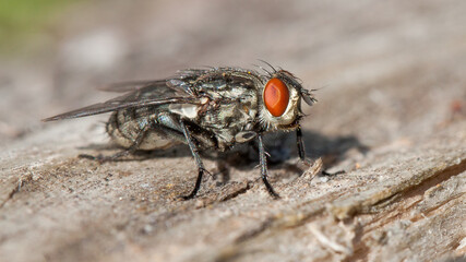 fly on leaf