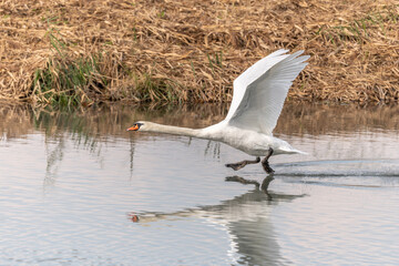 Mute Swan (Cygnus olor) taking off in flight over water.