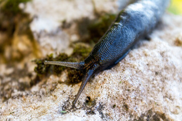 Large black slug living in a garden plot, pests of garden crops, close-up macro