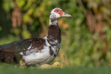 Female Muscovy duck (Cairina moschata) with her chicks.