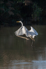 Great egret (Ardea alba) fishing in flight in a marsh.