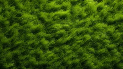 Fototapete Gras Green grass texture top view.