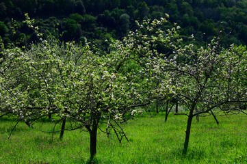 Apple tree orchards in Asturias, spring white blossom of apple trees, production of famous cider in...