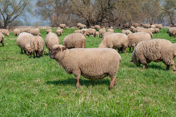 Obraz premium Herd of sheep grazing at grassland pasture in Germany