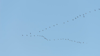 Banner with a flying flock of cranes as crane wedge in Autumn at soft blue sky with copy space. Seasonal migration of birds to South