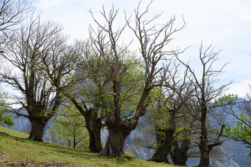 Century-old chestnut tree trunks growing on slopes of Canrabrian mountains range, Cantabria, Spain