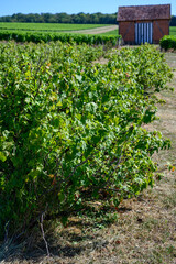 Fototapeta na wymiar Cultivation of blackberry for production of liquor cassis, Poully-fume wine production region in Burgundy, France on Loire river near Poully-sur-Loire village summer