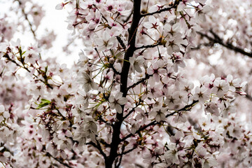 Obraz premium Flowers of prunus yedoensis (cerasus yedoensis). It is one of the most popular and widely planted cherry cultivars in temperate regions around the world today.