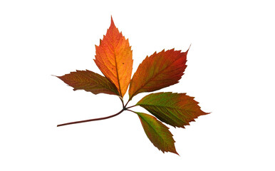 Red fallen leaf of wild grape in autumn, without a background.