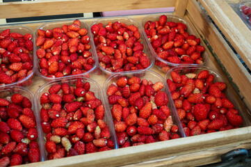 Box of ripe red wild strawberries for sale in small town Nemi, Castelli Romani, near Rome, Italy.