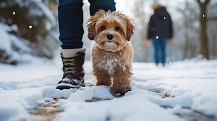 A small brown dog standing on top of a snow covered ground - Powered by Adobe