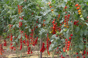 Growing of red salad or sauce tomatoes on greenhouse plantations in Fondi, Lazio, agriculture in Italy