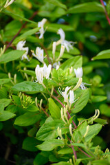 Botanical collection of medicinal and climbing plants, Jasminum officinale, jasmine plant in blossom