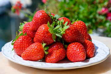 New harvest, plate of ripe red sweet strawberry ready to eat close up