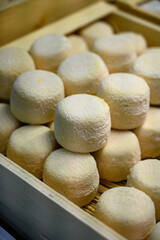Cheese collection, soft goat French cheese with mold crottin de Chavignol produced near Sancerre, Loire Valley close up