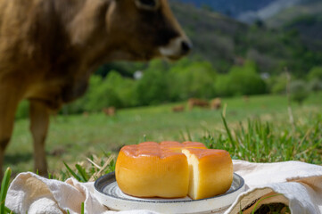Spanish smoked cheese from Pria, made by rural dairy farmers in Asturias, Spain from pasteurized...