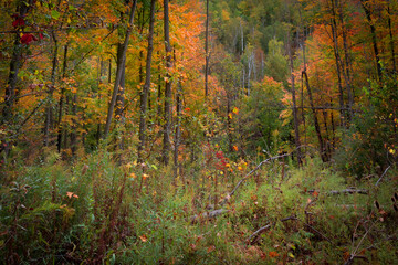 autumn leaves in the forest