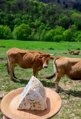 Fototapeta na wymiar Cabrales artisan blue cheese made by rural dairy farmers in Asturias, Spain from unpasteurized cow’s milk or blended with goat or sheep milk in Picos de Europa. View on cows and pasture.
