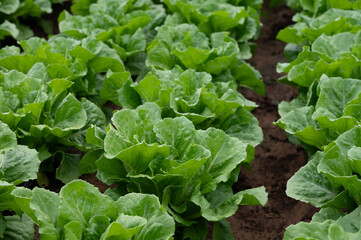 Farm field with rows of young fresh green romaine lettuce plants growing outside under italian sun, agriculture in Italy.