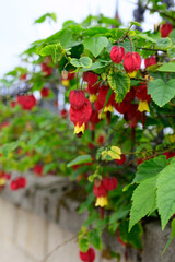 Fototapeta premium Callianthe megapotamica, trailing abutilon flowering plant species of Abutilon native to Argentina, Brazil and Uruguay